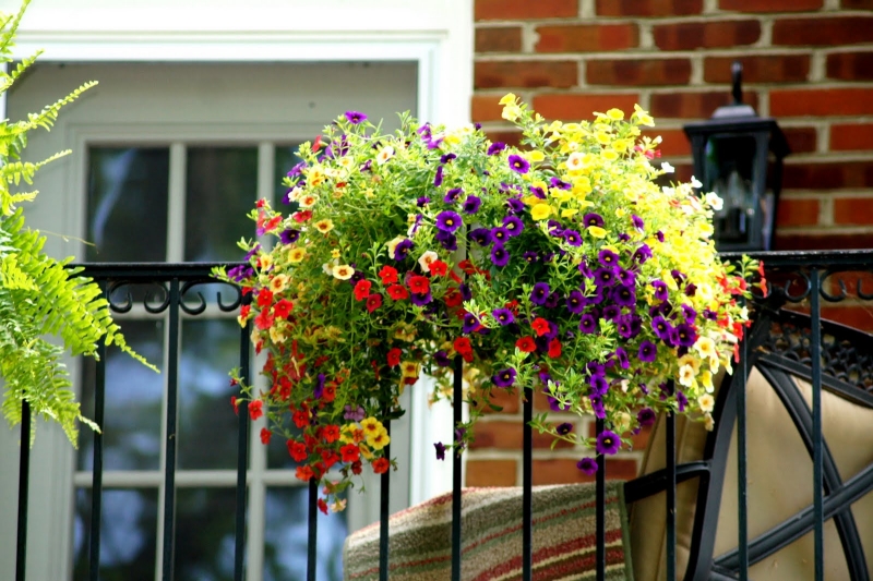 Balkonblumen für sonnige Standorte