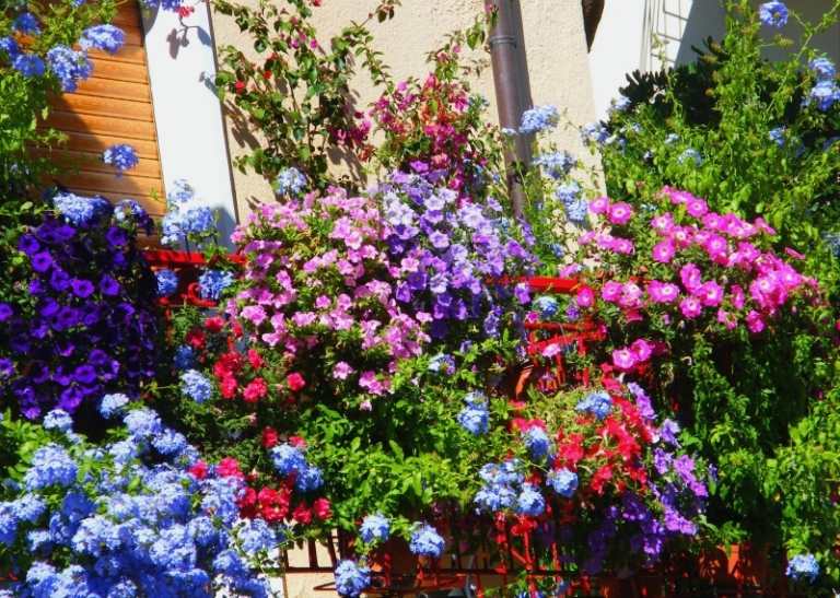 Balkonblumen-sonnige-Standorte-Petunien-verschiedene-Farben
