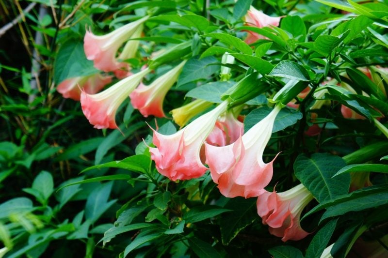 Duftpflanzen-Garten-Engelstrompete-rosa-Blume