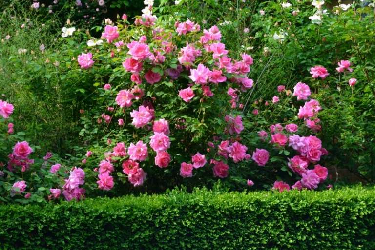 Duftpflanzen-Garten-Heckenpflanzen-Fruehlingsblumen-Rosen
