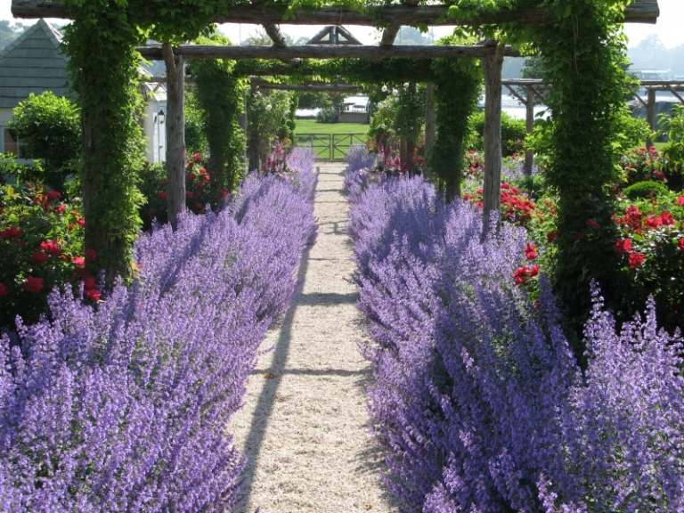 Duftpflanzen-Garten-Pergola-Rosen-Lavendel