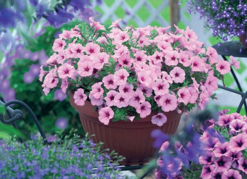 Duftpflanzen-Garten-Petunien-rosa-Pflanztopf