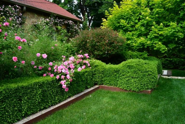 Duftpflanzen-Garten-rosa-Rosen-Strauch
