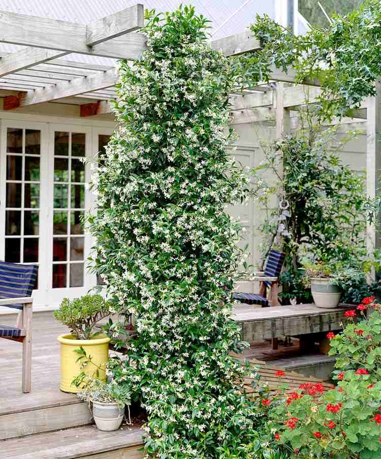 Jasmin kletterpflanze blumen mit duft terrasse pergola