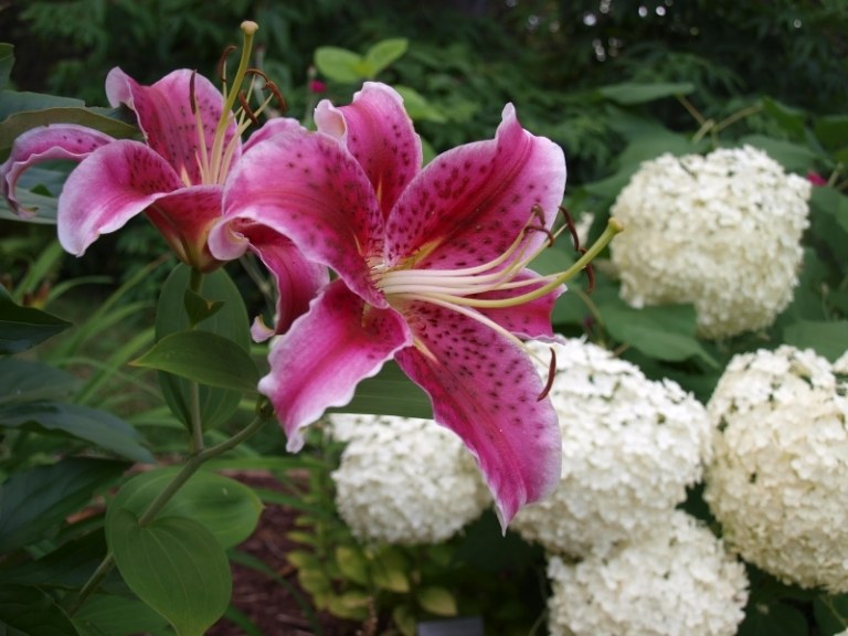 Lilien-Garten-Hortensien-weiss-nebeneinander-Blumenbeet