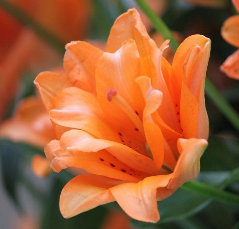 Lilien-Garten-Hybrid-Blume-orange