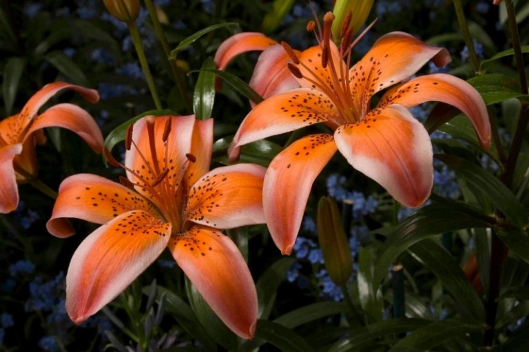 Lilien-Garten-Maigloeckchen-Blumenbeet-anlegen