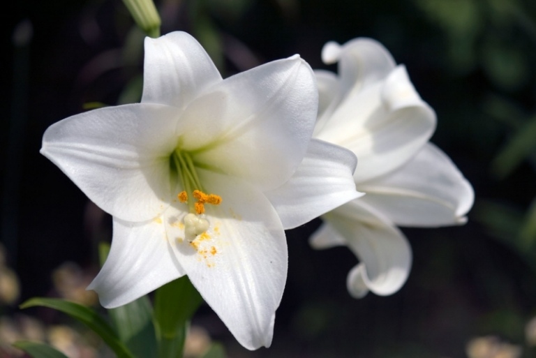 Lilien-Garten-Osterlilie-weiss-Blumen