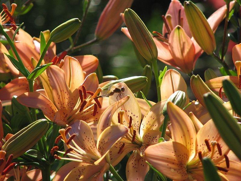 Lilien-Garten-Sommer-bluehend-orange-Tigerlilie