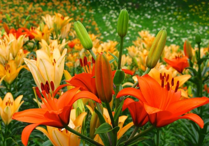 Lilien-Garten-orange-Zwiebelblumen