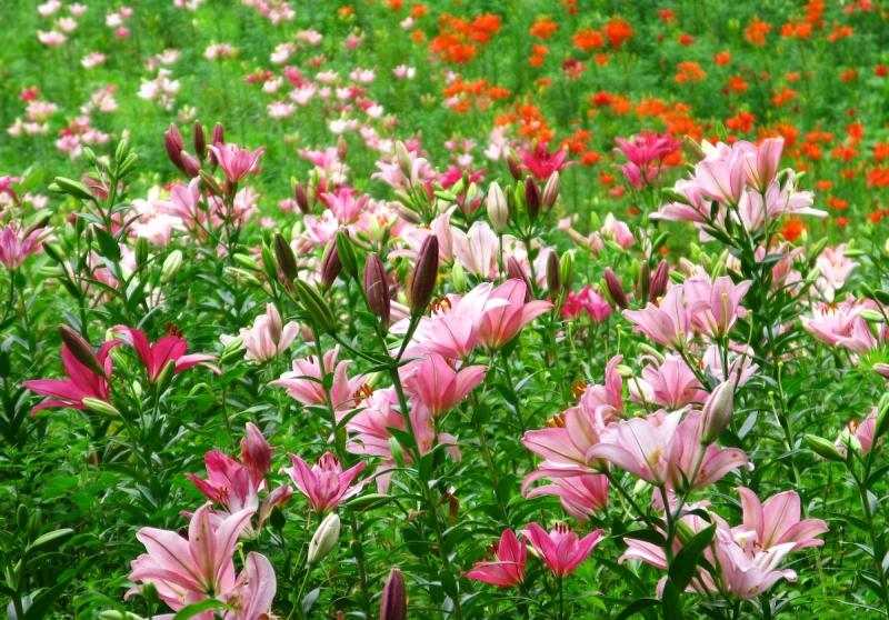 Lilien-Garten-rosa-Blueten-Landhausstil-anlegen