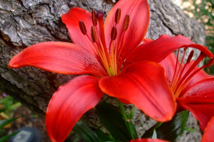 Lilien im Garten