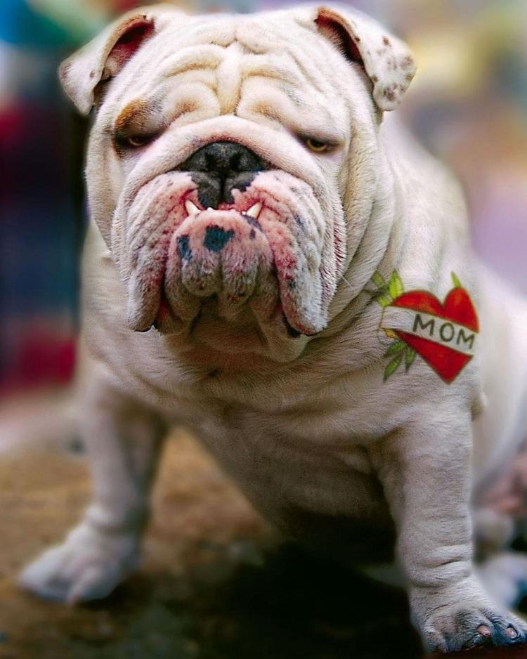 Lustige Tierbilder Bulldog-Tattoo-Mutti
