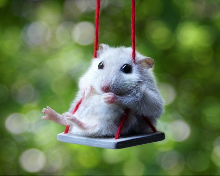 Lustige-Tierbilder-Hamster-Schaukel-Ideen