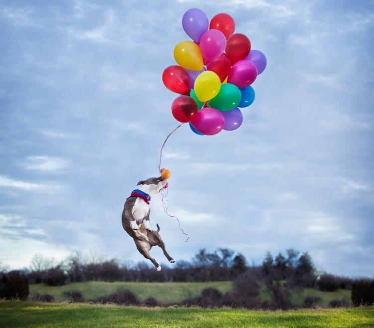 Lustige-Tierbilder-Hund-Ballonen-Ideen
