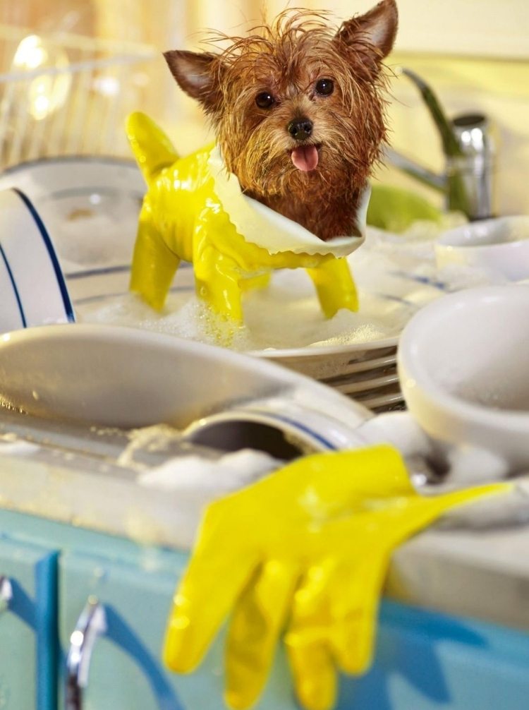 Lustige-Tierbilder-Hund-Yorkshire-suess-Hausarbeit