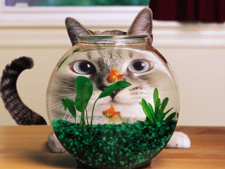 Lustige-Tierbilder-Katze-Aquarium-Ideen