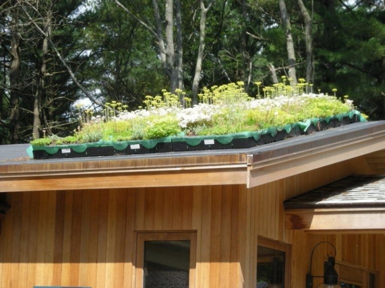 Pflanzen-Dachbegruenung-Pflanzen-Ideen-Krauter