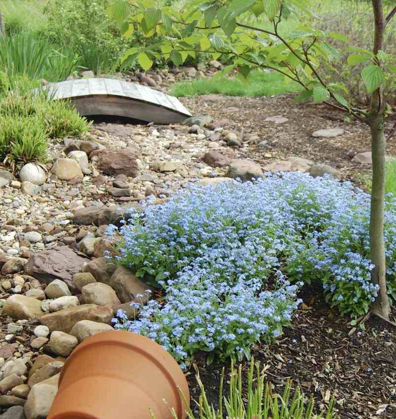 Polsterstauden-Garten-blau-Vergissmeinnicht-Bodendecker