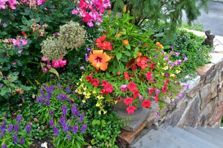 Sommerblumen im Garten Petunien-rosa-Orange-Treppe