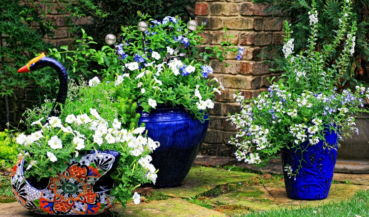 Sommerblumen im Garten