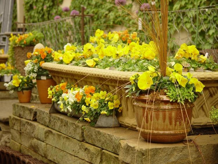 Sommerblumen-Garten-gelbe-weisse-Petunien-Ideen