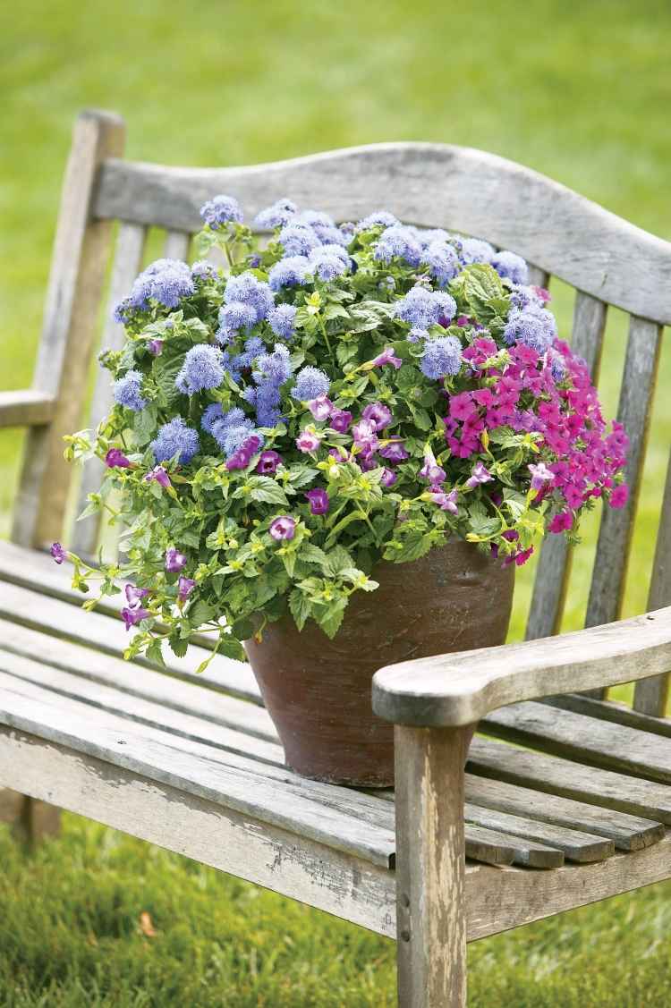 Sommerblumen-Garten-pinke-Lobelien-blaue-Hortensien