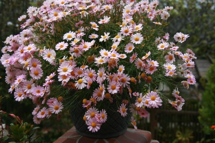 Sommerblumen-Garten-rosa-Margeriten-Pflanzkuebel