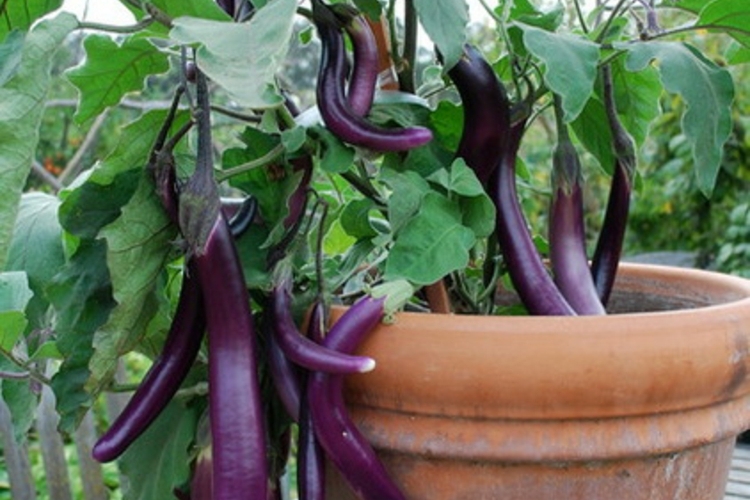 aubergine tontopf lila farbe gemüse im blumentopf garten tipps