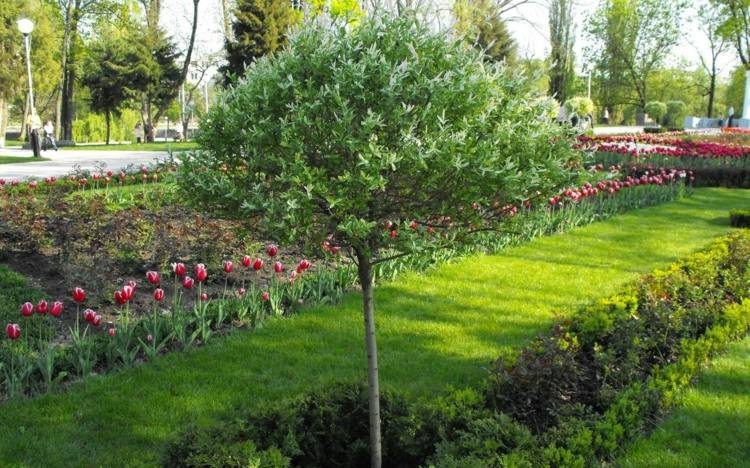 bäume für kleine gärten weide-idee-tulpen-hecken-pflanzen