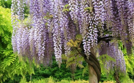 baum blauregen blaue blueten duft sommer pflanze