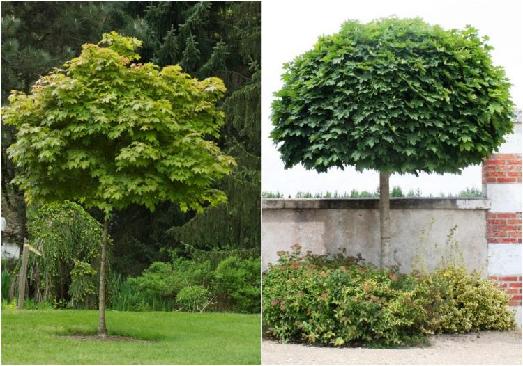 Bäume für kleine Gärten -Kugel-Ahorn-Acer-platanoides-Globosum
