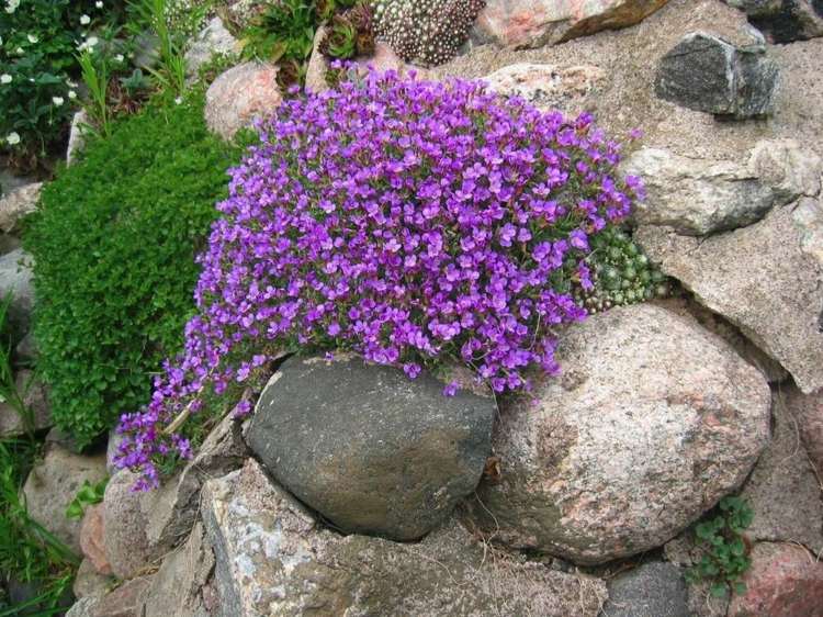 blaukissen bodendecker lila steine blueten deko steingarten