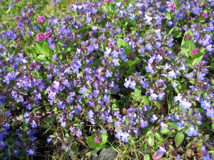 blühende bodendecker collinsia-parviflora-lila-blau-blueten-huebsch