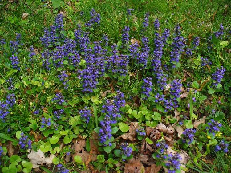 Blühende Bodendecker -guensel-blau-ajuga reptans-atropurpurea-violett