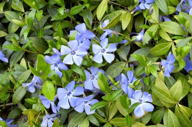 bluehende-bodendecker-immergruen-pflanzen-garten-deko