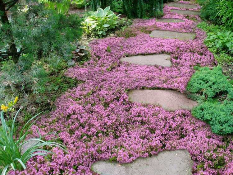 bluehende-bodendecker-rosa-blumen-idee-gartenweg-steine