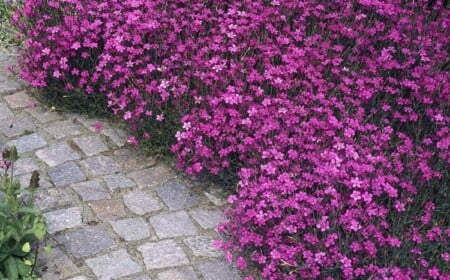 bluehende-bodendecker-schatten-violett-lila-zart-schoen-gemuetlich