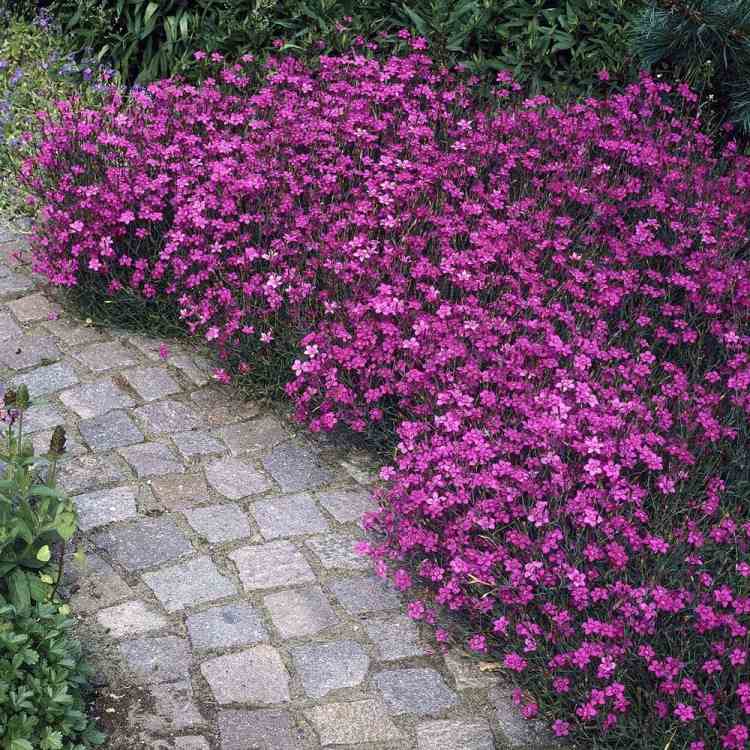 Blühende Bodendecker -schatten-violett-lila-zart-schoen-gemuetlich