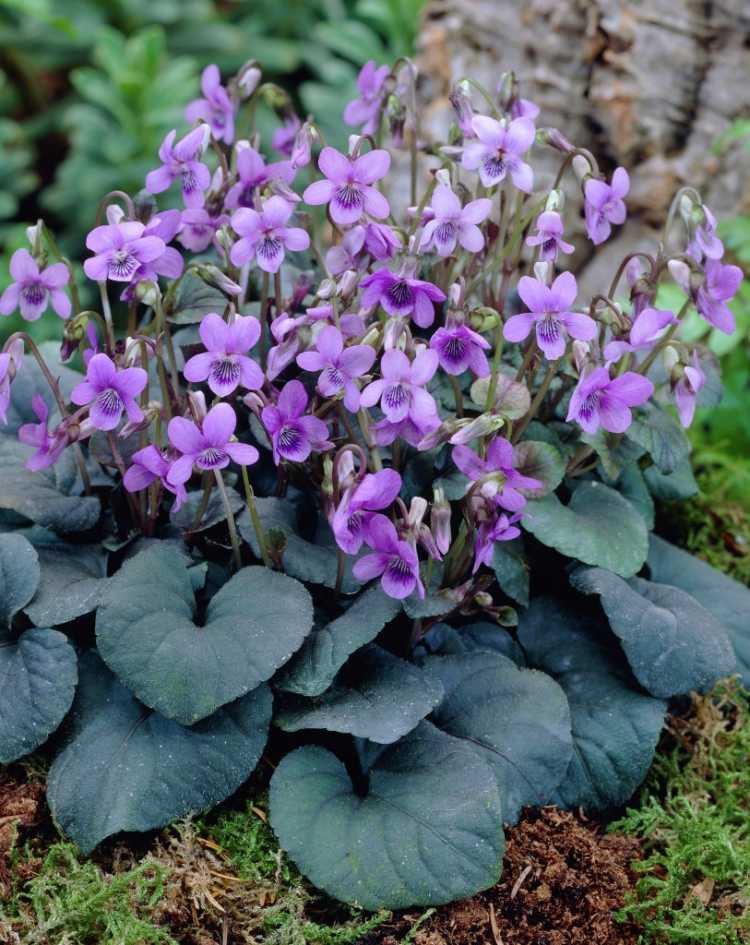 Blühende Bodendecker -veilchen-Viola-odorata-bluete-schatten-pflegeleicht-violett