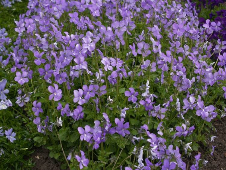 Blühende Bodendecker -veilchen-violett-viola-cornuta-garten-zuechten-anpflanzen