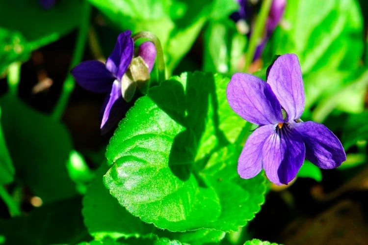 bluehende-bodendecker-veilchen-violett-viola-cornuta-sonne-bluete-wunderschoen-gruen
