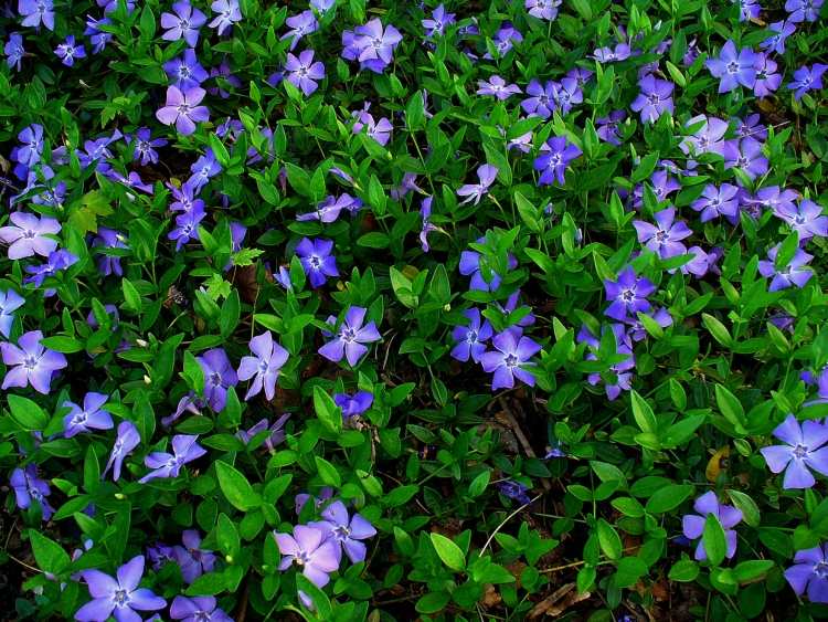 Blühende Bodendecker -vinca-minor-blau-gruen-immergruen-pflanzen-pflegeleicht