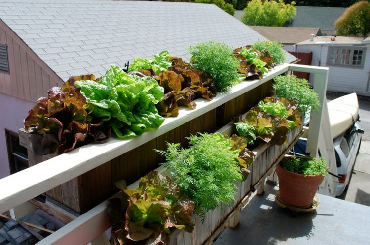 blumenkasten holz idee gelaender balkon gemuese salat kohl