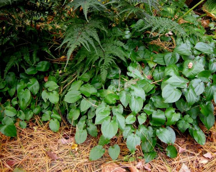 bodendecker-schatten-pflanzen-elfenblume-Epimedium-perralchicum
