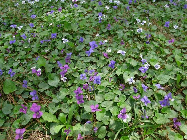 bodendecker-schatten-pflanzen-pfingst-veilchen-Viola-sororia-lila-bluehend
