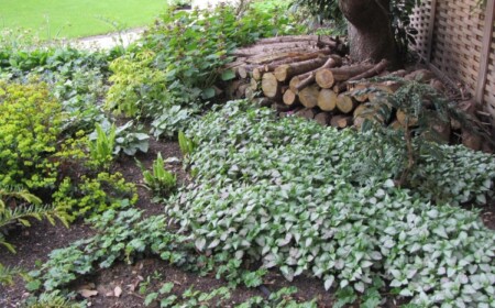 Bodendecker für Schatten