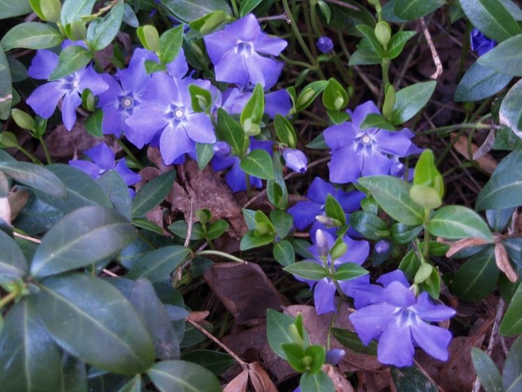 bodendecker-schatten-pflanzen-vinca-major-blau-lila