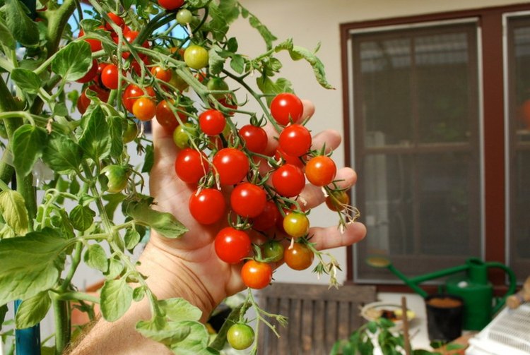 cherry tomaten pflanzen gemuese im blumentopf idee