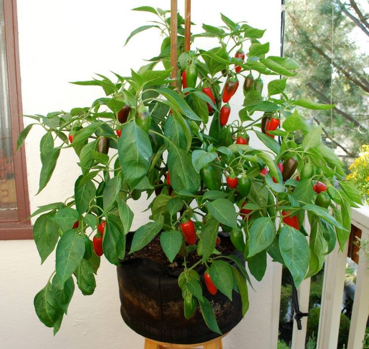 chili paprika pflanze gemuese gesund garten pflegen